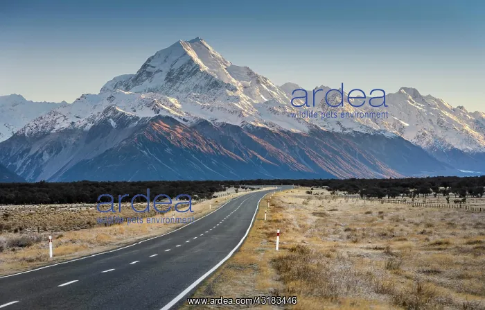 : Road to Mount Cook, Aoraki, Mount Cook National : Road to Mount Cook, Aoraki, Mount Cook National