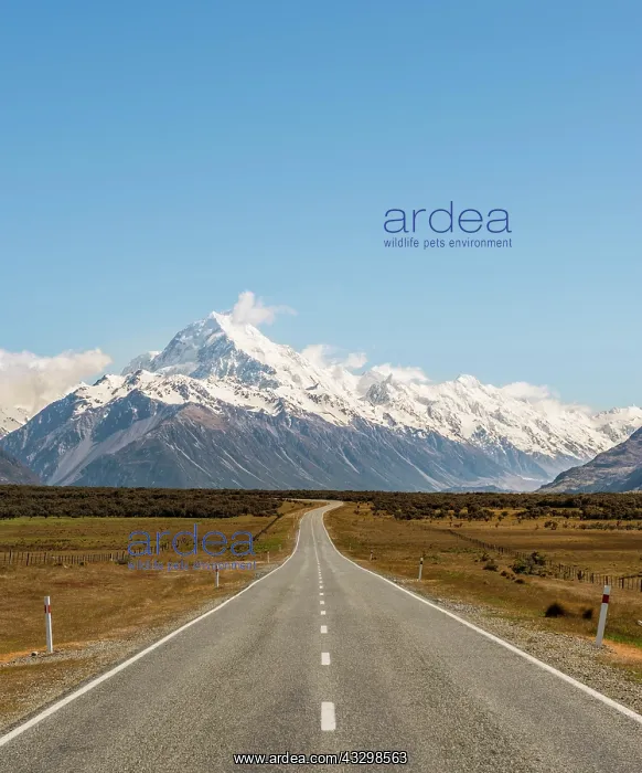 : Road to Mount Cook, Mount Cook National Park, Southern : Road to Mount Cook, Mount Cook National Park, Southern