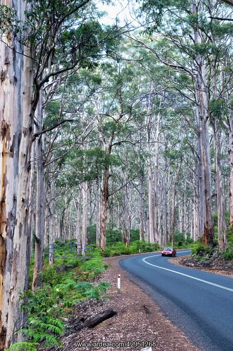 : Road passing through forest of karri trees, the : Road passing through forest of karri trees, the