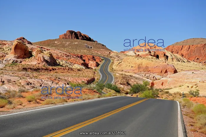 : Road running through the Valley of Fire State Park : Road running through the Valley of Fire State Park
