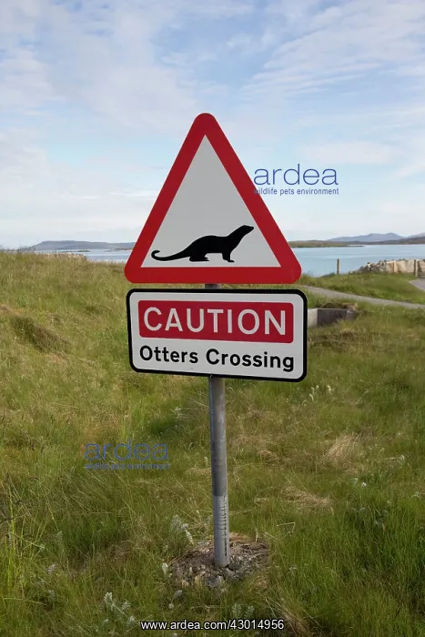 : Road Sign beware Otters crossing. Causeway, North Uist, Outer Hebrides, Scotland : Road Sign beware Otters crossing. Causeway, North Uist, Outer Hebrides, Scotland
