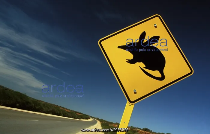 : Road sign warning of Bilbies (Macrotis lagotis) : Road sign warning of Bilbies (Macrotis lagotis)