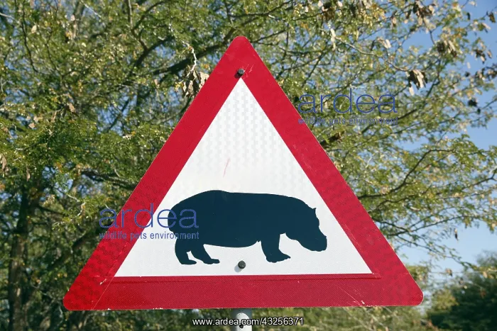 : Road sign warning drivers for crossing Hippopot : Road sign warning drivers for crossing Hippopot