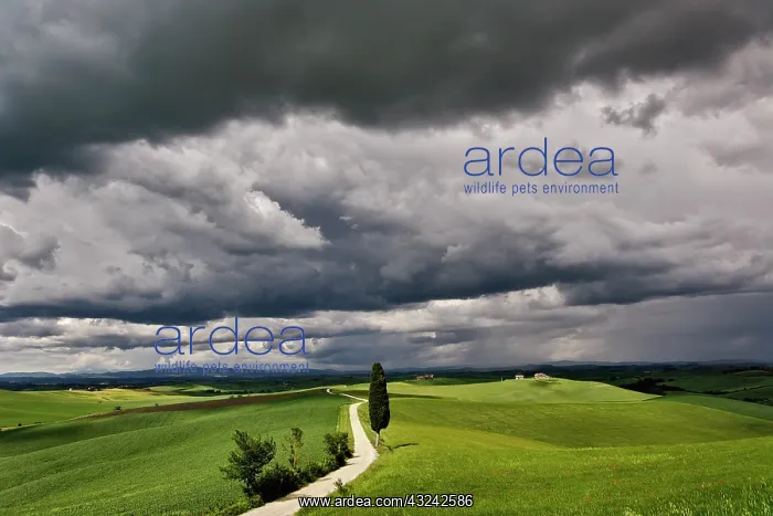 : Road and storm clouds, rural Tuscany region : Road and storm clouds, rural Tuscany region