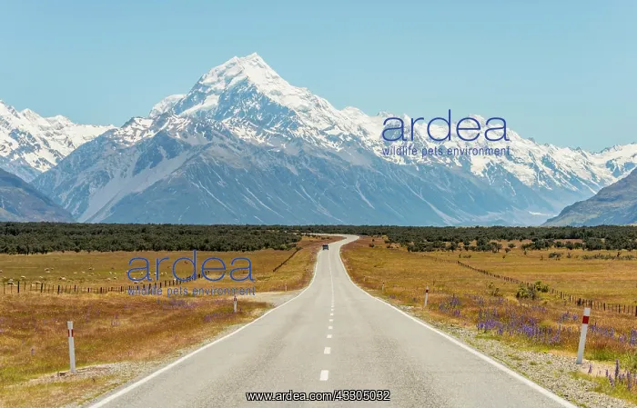 : Road with view to Mount Cook, snowy mountains, Mount : Road with view to Mount Cook, snowy mountains, Mount