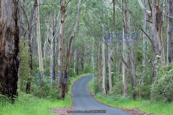 : Road in Wet Sclerophyll Forest - a road cuts through : Road in Wet Sclerophyll Forest - a road cuts through