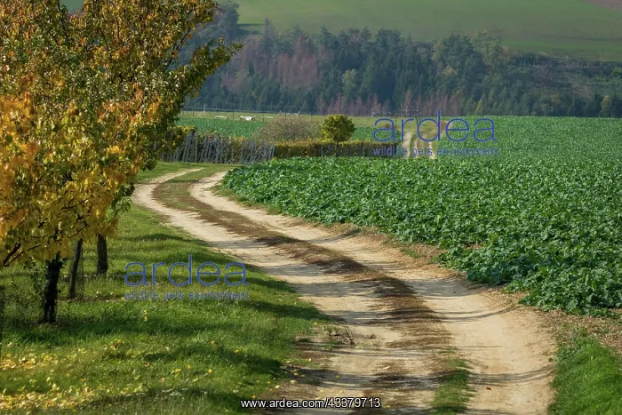 : A road winding through fields and vines. Moravia : A road winding through fields and vines. Moravia