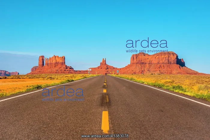 : The road with its yellow lines of Monument Valley, Utah : The road with its yellow lines of Monument Valley, Utah