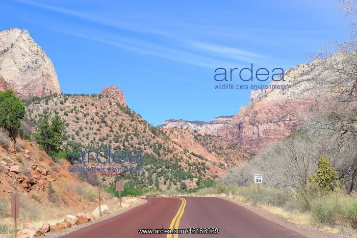 : Road in Zion National Park located in Southwestern : Road in Zion National Park located in Southwestern