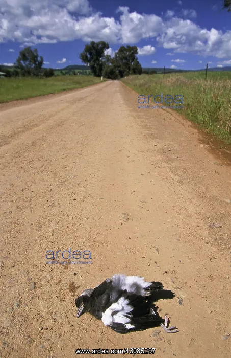 : Roadkill in Australia : Roadkill in Australia