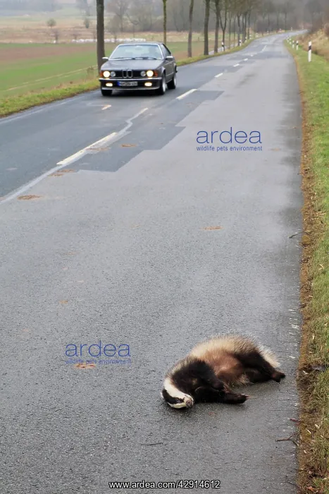 : Roadkill - Badger - lying dead on road : Roadkill - Badger - lying dead on road