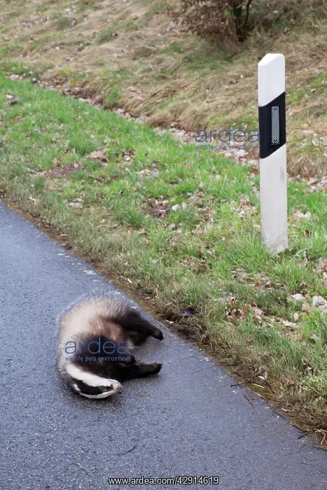 : Roadkill - Badger - lying dead on road : Roadkill - Badger - lying dead on road