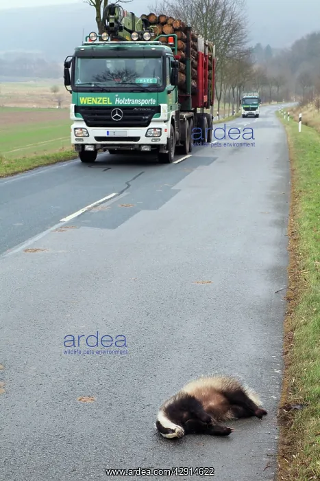 : Roadkill - Badger - lying dead on road : Roadkill - Badger - lying dead on road
