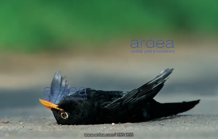 : Roadkill - Blackbird dead on the road : Roadkill - Blackbird dead on the road