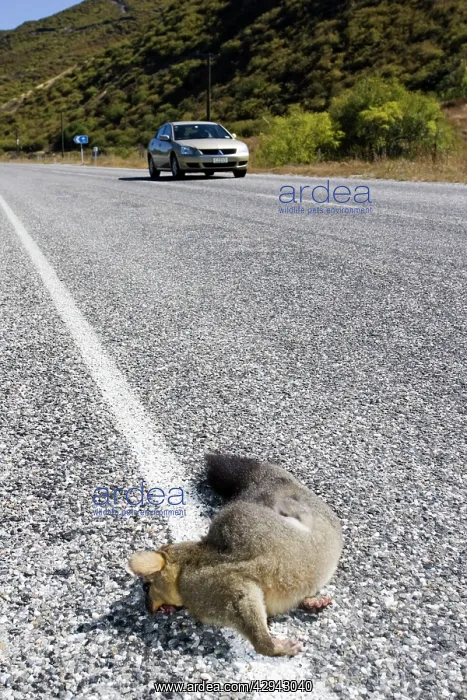 : Roadkill - Brush-tail possum lying dead on tarmac road : Roadkill - Brush-tail possum lying dead on tarmac road