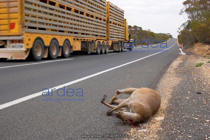 : Roadkill - carcass of a Kangaroo lies on the roadside : Roadkill - carcass of a Kangaroo lies on the roadside