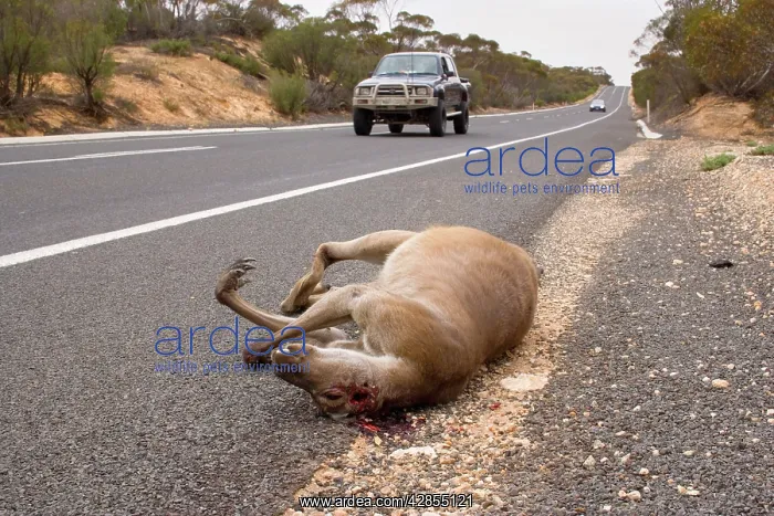 : Roadkill - carcass of a kangaroo on the roadside : Roadkill - carcass of a kangaroo on the roadside