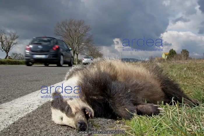 : Roadkill - dead Badger by roadside : Roadkill - dead Badger by roadside
