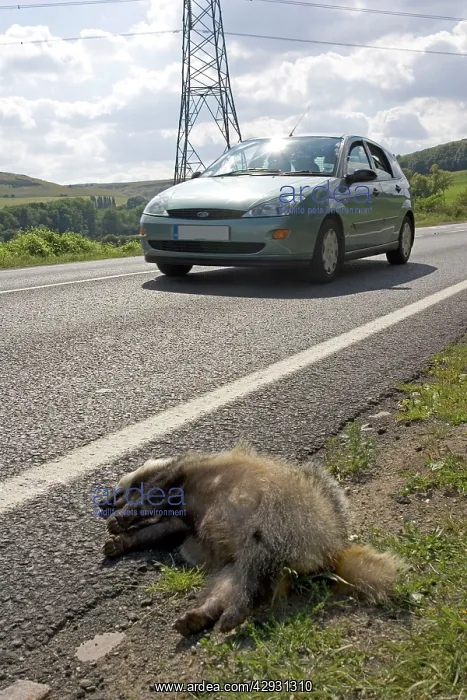: Roadkill - Dead European Badger at roadside : Roadkill - Dead European Badger at roadside