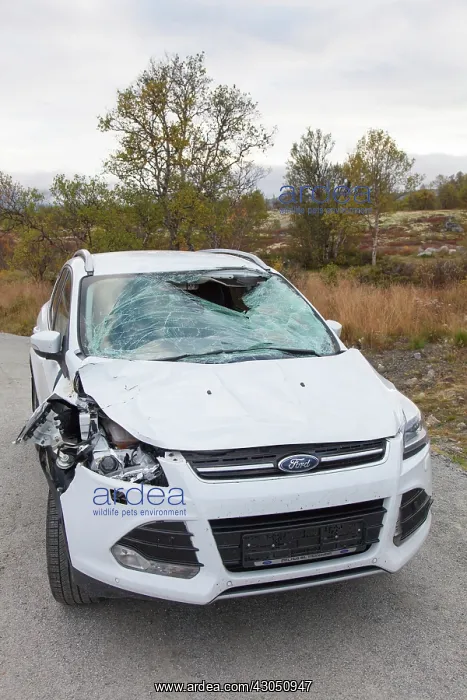 : Roadkill Moose Car destroyed by moose Norway : Roadkill Moose Car destroyed by moose Norway