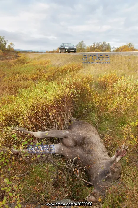 : Roadkill Moose Roadkill moose at side of highway Norway : Roadkill Moose Roadkill moose at side of highway Norway