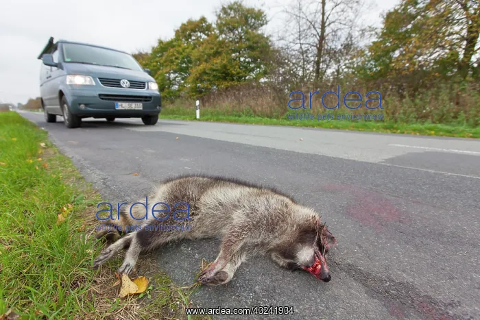 : Roadkill Racoon Roadkill Racoon at side of highway Germ : Roadkill Racoon Roadkill Racoon at side of highway Germ