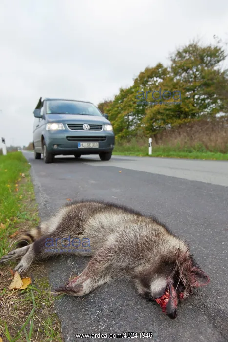 : Roadkill Racoon Roadkill Racoon at side of highway Germ : Roadkill Racoon Roadkill Racoon at side of highway Germ