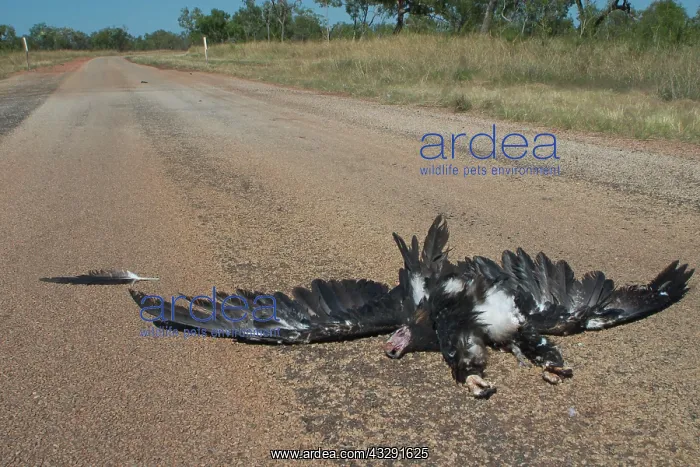 : Roadkill - Wedge-tailed Eagle killed by a road train : Roadkill - Wedge-tailed Eagle killed by a road train