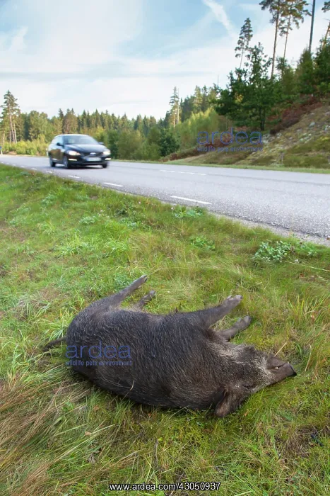 : Roadkill Wild boar Roadkill Wild Boar at side of highwa : Roadkill Wild boar Roadkill Wild Boar at side of highwa