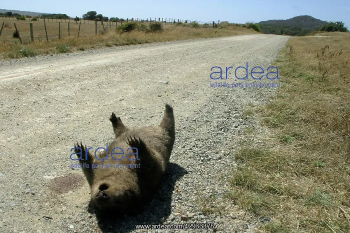 : Roadkill - Wombat : Roadkill - Wombat