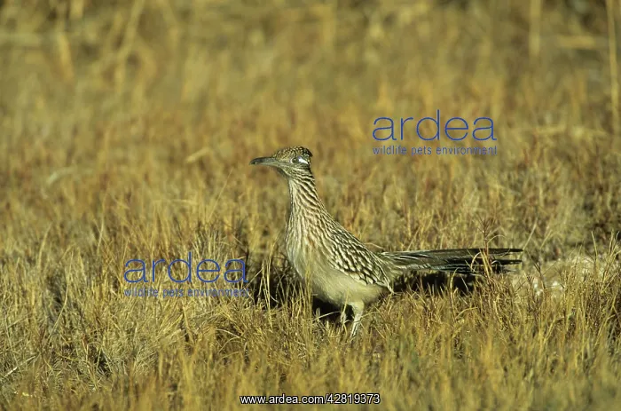 : Roadrunner : Roadrunner