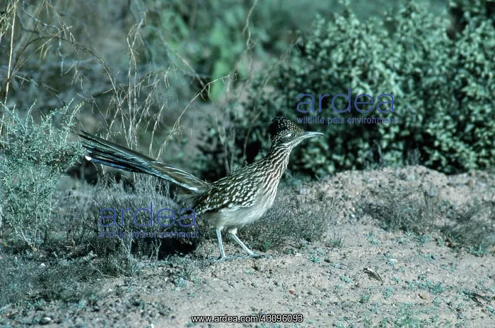: Roadrunner : Roadrunner