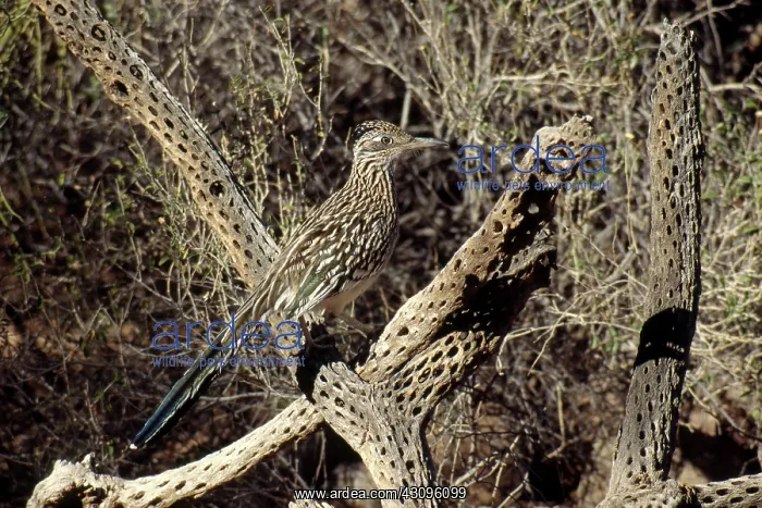 : Roadrunner : Roadrunner