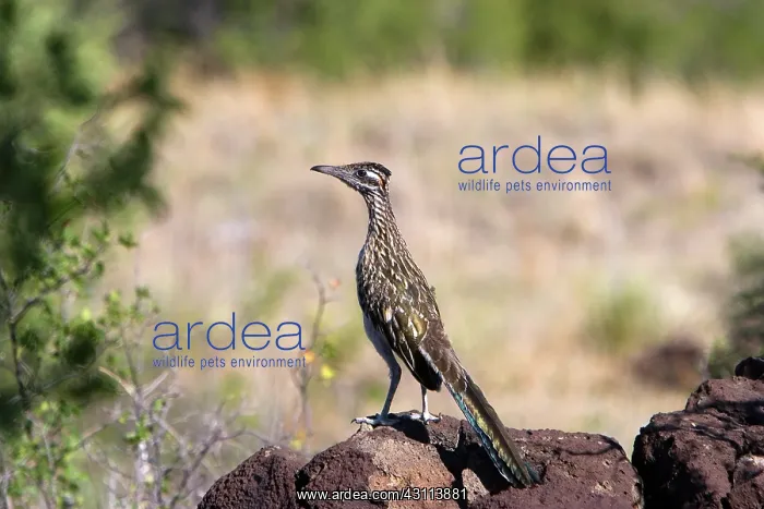 : Roadrunner (Geococcyx californianus) : Roadrunner (Geococcyx californianus)