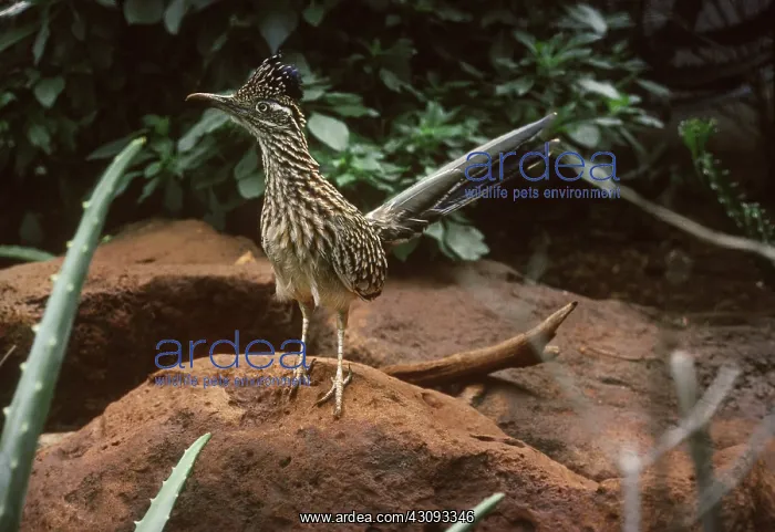 : Roadrunner (Geococcyx sp.) : Roadrunner (Geococcyx sp.)