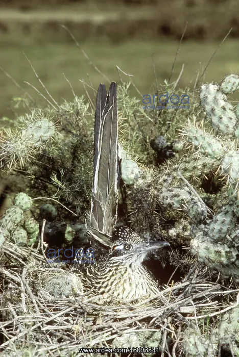 : Roadrunner (Geococcyx sp.) at nest : Roadrunner (Geococcyx sp.) at nest