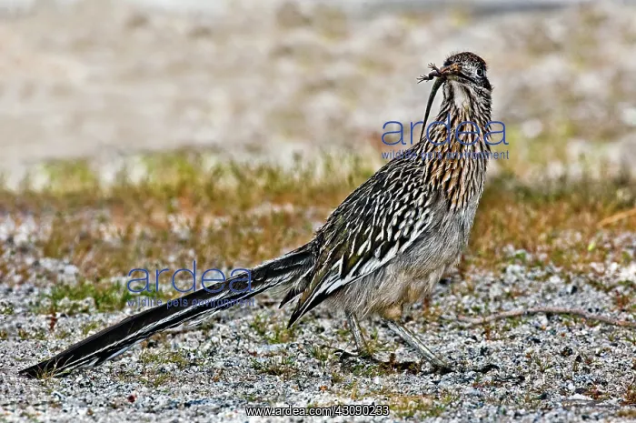 : Roadrunner with lizard : Roadrunner with lizard