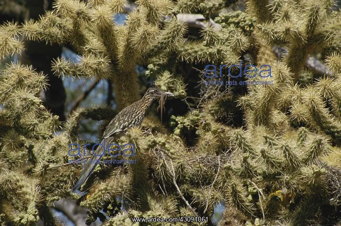 : Roadrunner with Lizard : Roadrunner with Lizard