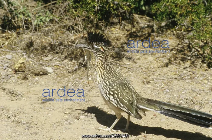 : Roadrunner with lizard prey : Roadrunner with lizard prey