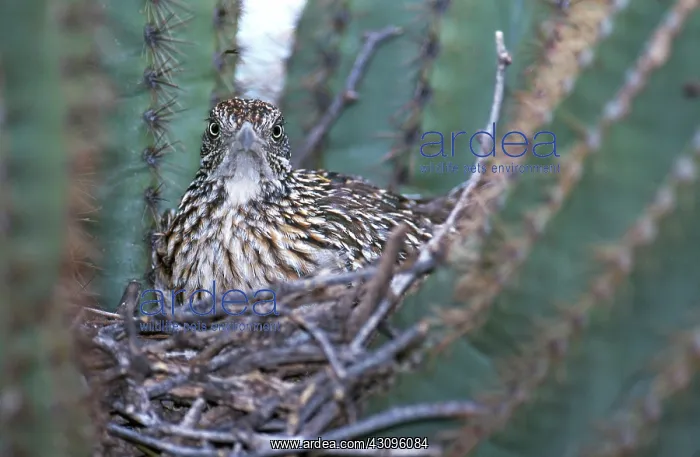: Roadrunner in Nest : Roadrunner in Nest