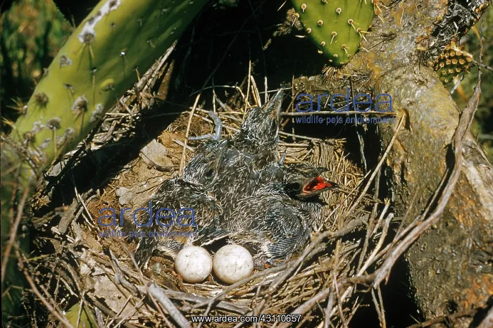 : Roadrunner Nest : Roadrunner Nest