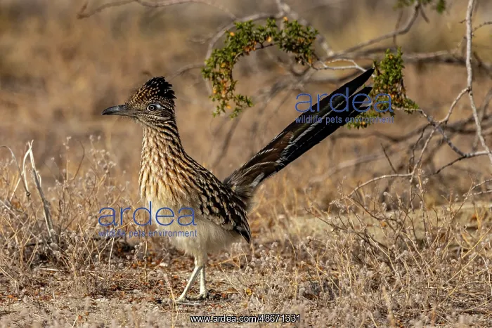 : Roadrunner in Palm Springs, California, USA : Roadrunner in Palm Springs, California, USA