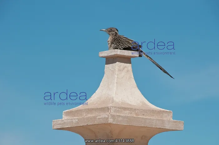 : Roadrunner Perched on Pedestal : Roadrunner Perched on Pedestal