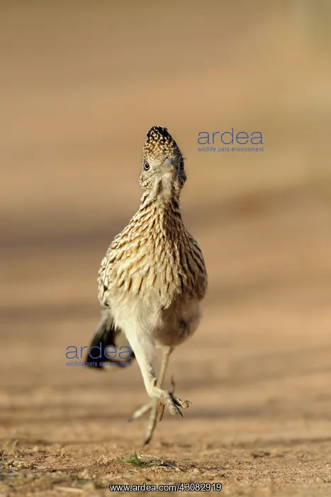 : Roadrunner Running : Roadrunner Running