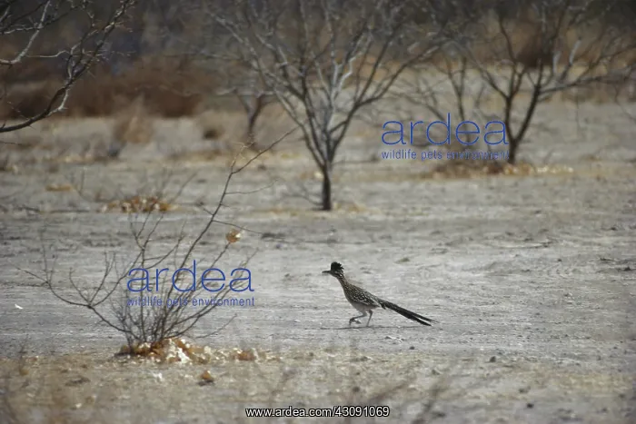 : Roadrunner in Texas : Roadrunner in Texas