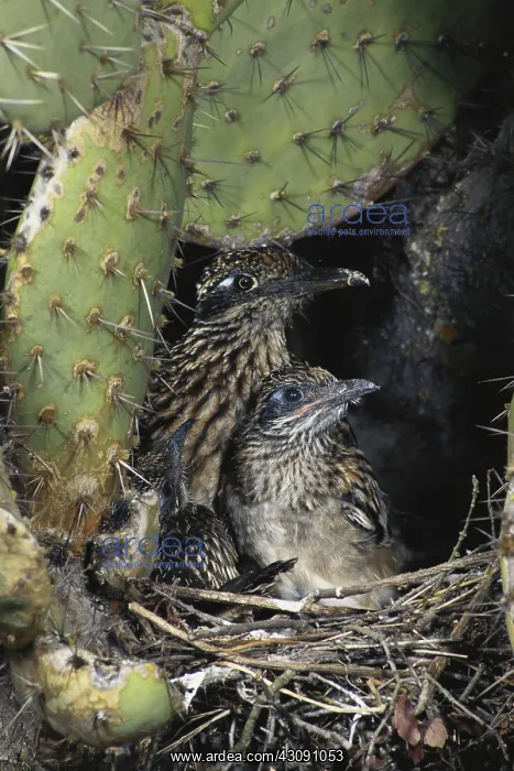 : Roadrunners in Nest : Roadrunners in Nest