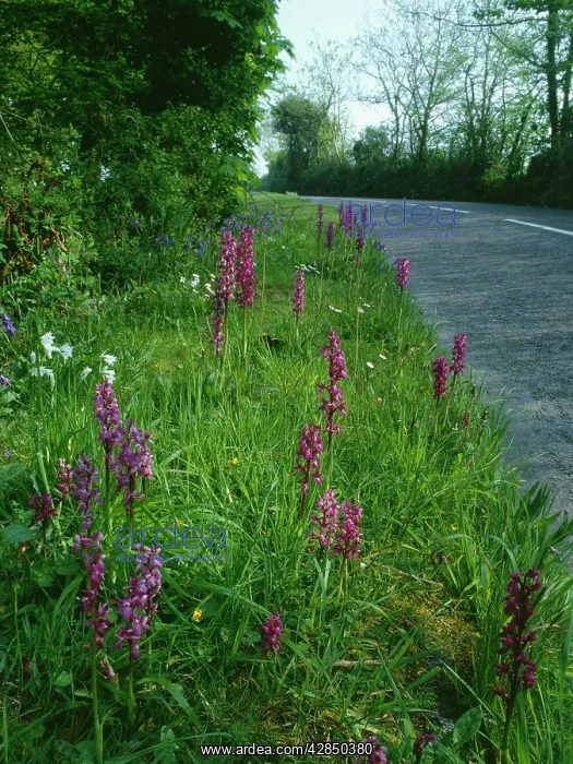 : Roadside Flowers - Early Purple Orchids (Orchis : Roadside Flowers - Early Purple Orchids (Orchis