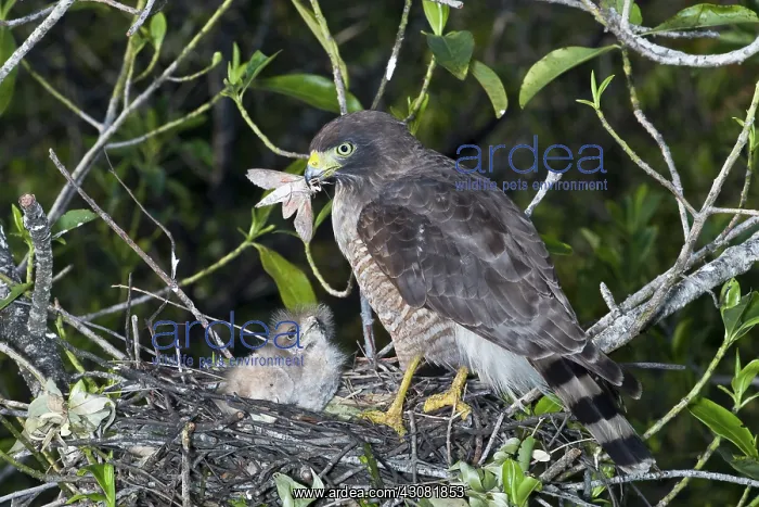 : Roadside Hawk : Roadside Hawk