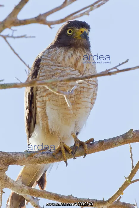 : Roadside Hawk : Roadside Hawk