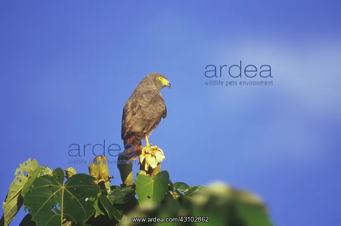 : Roadside Hawk : Roadside Hawk